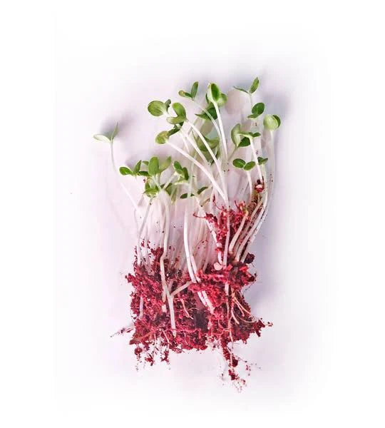 Seeds