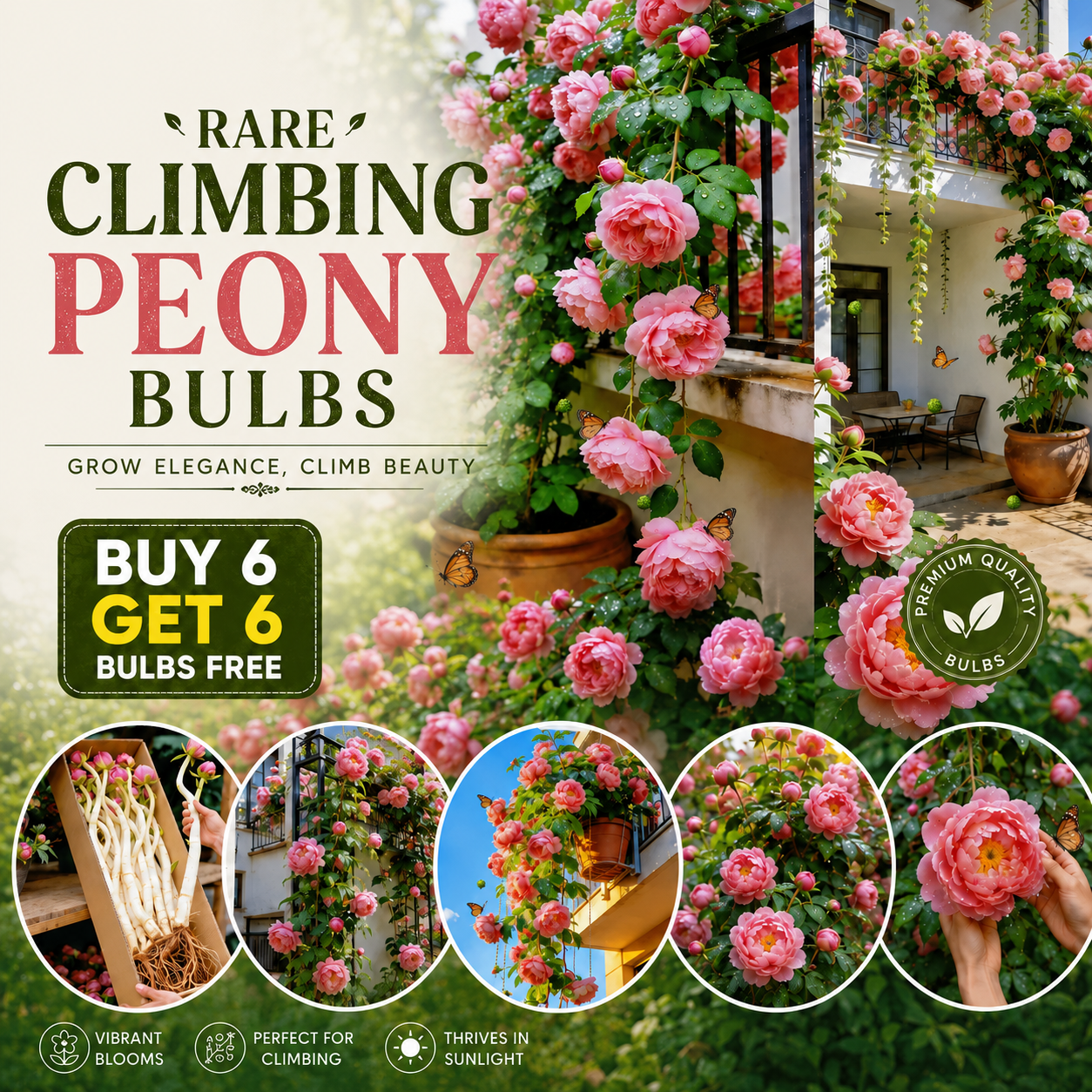 🌸 Rare Climbing Peony Bulbs🪴Big Full Blooms, Cold Hardy Perennial, Easy to Grow Garden Favorite🔥Buy 6 Get 6 Free Bulbs🔥