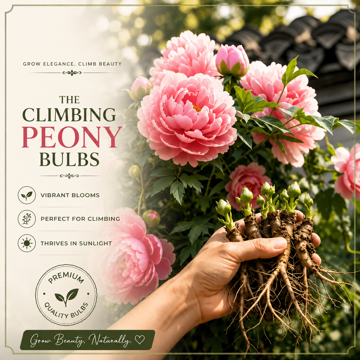 🌸 Rare Climbing Peony Bulbs🪴Big Full Blooms, Cold Hardy Perennial, Easy to Grow Garden Favorite🔥Buy 6 Get 6 Free Bulbs🔥